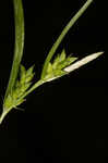 Eastern narrowleaf sedge